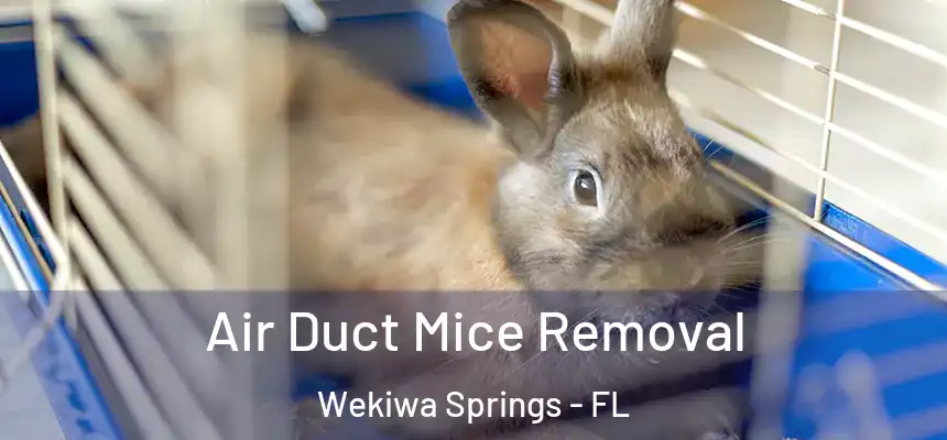 Air Duct Mice Removal Wekiwa Springs - FL
